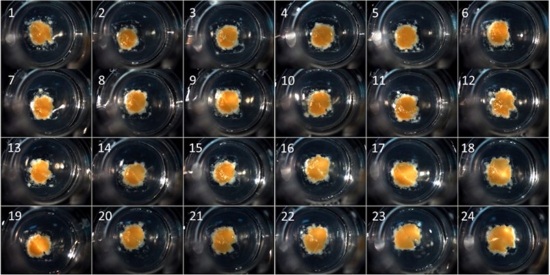 Partículas de fígado bioimpressas