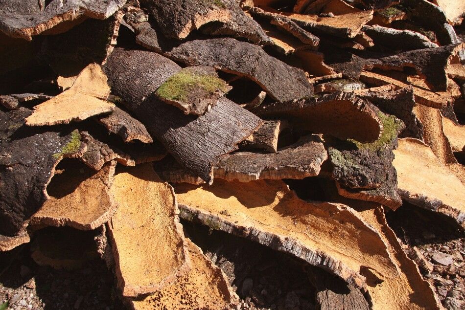 Cork oak bark.