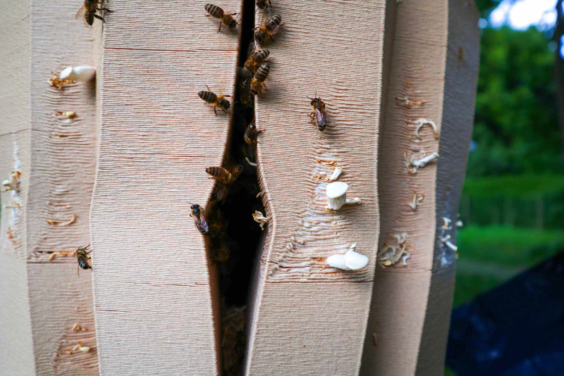 3D-gedruckter Bienenstock aus Ton und Myzel zur Förderung des Pilzwachstums.