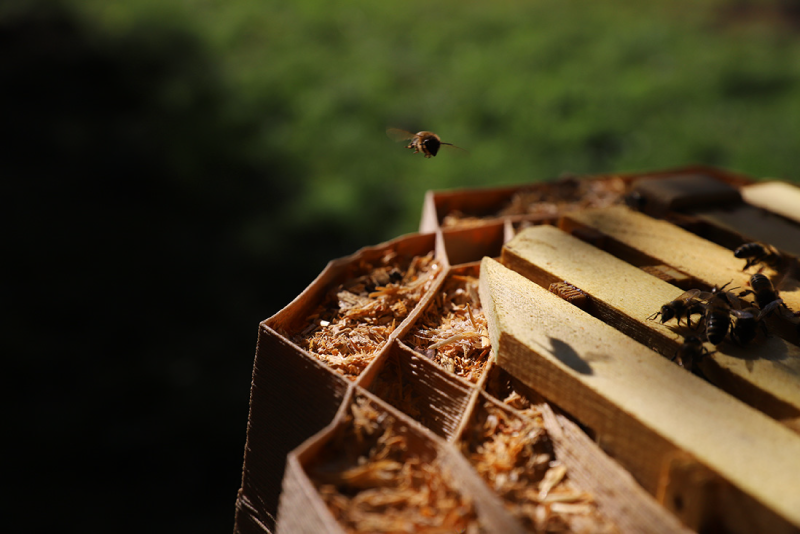 3D-gedruckter Bienenstock aus Ton und Myzel.