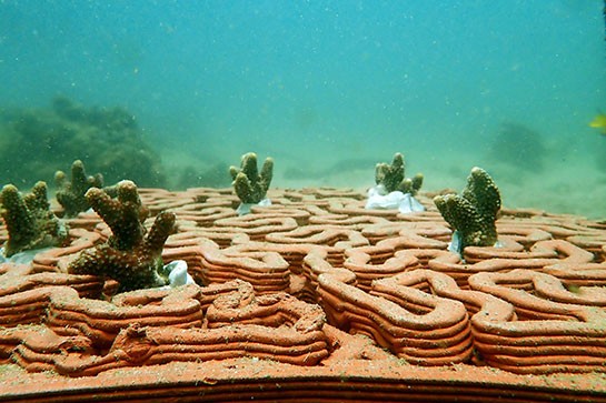 Impresión 3D para repoblar los arrecifes de coral